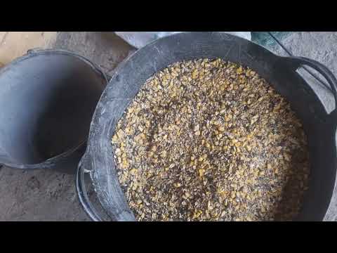 Rețetă de  îngrășare pentru curcani 🦃