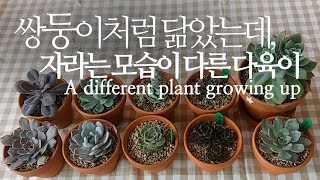 [ENG SUB] 쌍둥이처럼 닮았는데, 자라는 모습이 다른 다육이(웃자람).succulent. A diffe…