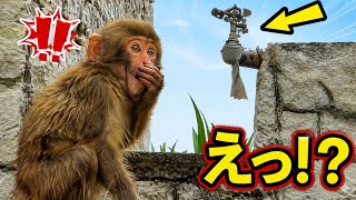 8月22日のパンチくん、今日も可愛すぎる！癒しの瞬間が満載🐒💕#パンチくん #ニホンザル #日本猿