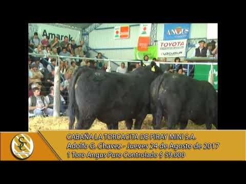 24-08-17 Venta de Toros Angus P.C. - Cabaña La Torcacita - A. G. Chavez.