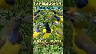 Download lagu Suara pikat untuk sogon liar yang susah turun#shorts #pikatburung #birds #pikatsogokontong mp3 Download lagu Suara pikat untuk sogon liar yang susah turun#shorts #pikatburung #birds #pikatsogokontong mp3