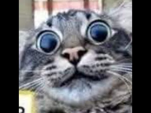 Udemy QML Beginners Update - and Qt 6