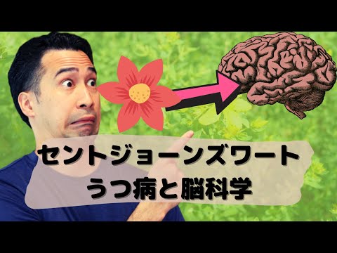 薬用植物としてのセントジョーンズワート: 応用と効果 植物