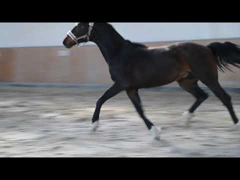 2-jähriger Oldenburger Hengst von Blue Hors Farrell/For Compliment