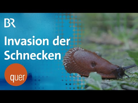 Schleimige Invasion: Nacktschnecken auf dem Vormarsch
