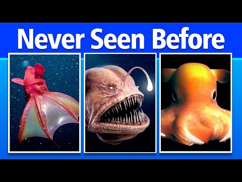 Top 10 Most UNUSUAL Deep Sea Creatures Ever Discovered 2025