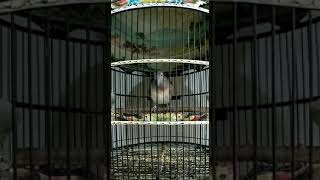 Download lagu Burung legenda ......pemilik jihan bf mp3 Download lagu Burung legenda ......pemilik jihan bf mp3