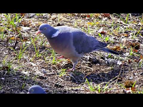 Див Гълъб Гривяк