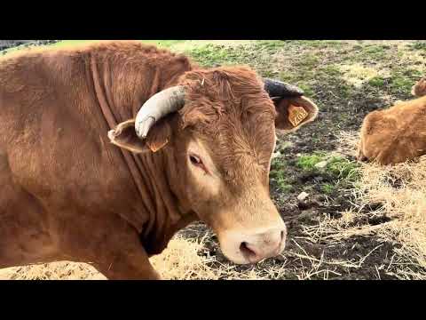 His horn was broken in a fight.