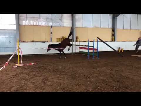 Trakehner stallion Silber Shtern  by Prince Patmos x Almox Prints x Abdullah  - 24.03.2018