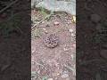ബോൾ അല്ല കടിക്കാൻ റെഡിയായി അണലിക്കുഞ