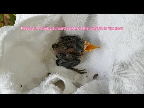 Rescue of baby sunbird stuck on the outside of its nest
