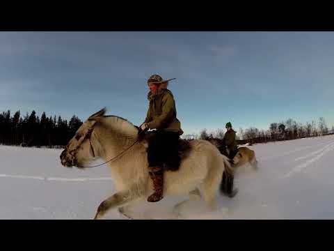 , title : 'Arctic magic of horses'