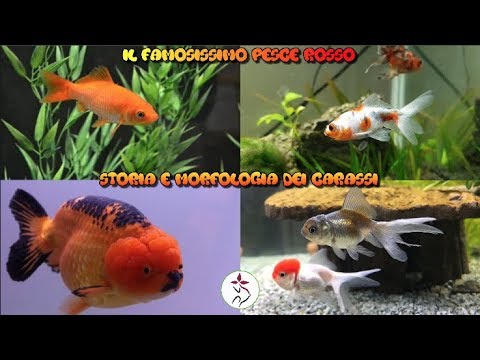 Storia e morfologia dei Carassi (pesce rosso)