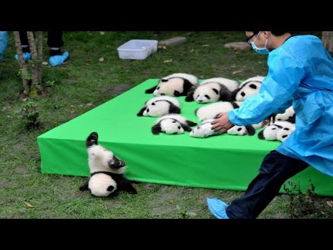 A Baby Panda Daycare Exists And It’s Open For Visitors