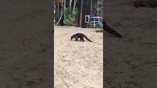 Day 6 of my March 2026 MSC Seascape cruise! Part 1: featuring Kuza! #cruise #msc #msccruises