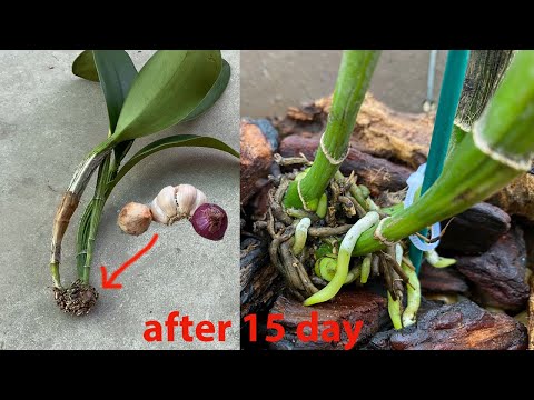 How to quickly restore the roots for cattleya orchids, to have a healthy root for the plant