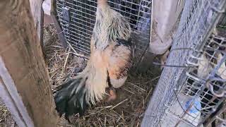 Download lagu Pure Chiang Mai 1 mp3