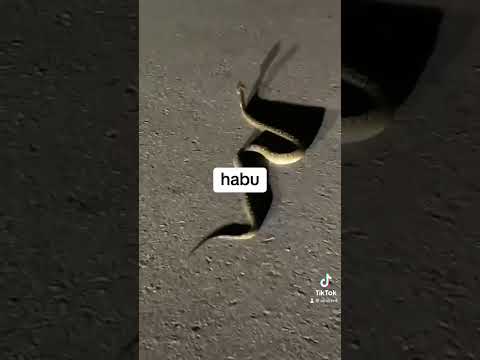 冬に雨が降ったときは鶏を屋内に入れるべきでしょうか？鶏小屋を雨から守るための 4 つの重要なヒント  庭園