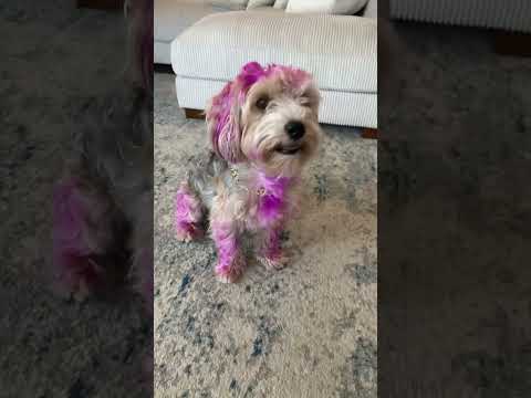 Chains and bows #bear #beni