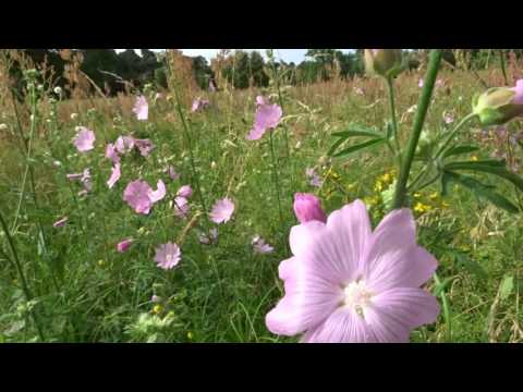 Griesheimer Düne, 4.7.2016  Malvenzeit