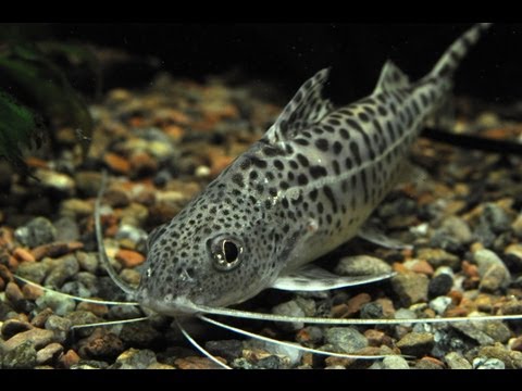 Pictus Catfish — Pimelodus pictus