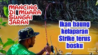 preview picture of video 'IKAN BAUNG KELAPARAN, STRIKE TERUS BOSKU...MANTUL... MANCING DI MUARA SUNGAI JARAN..'
