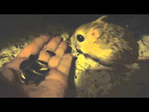 Lesser Jerboa eats sun seeds from my hand