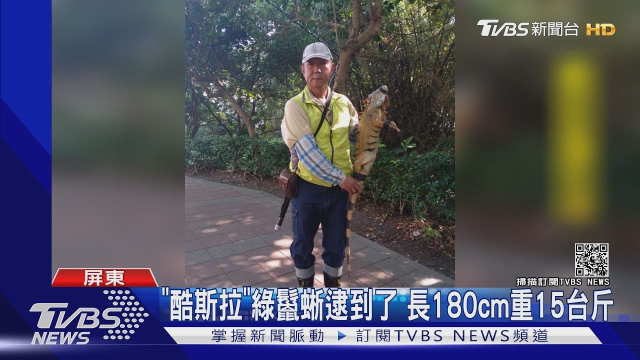 「酷斯拉」綠鬣蜥逮到了 長180cm重15台斤