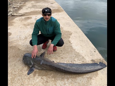 Catfish - Spinning la somn cu mult NOROC 🌟