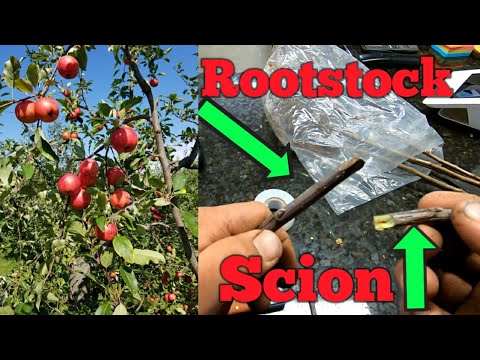 Grafting Apple Trees for Beginners!