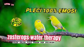 Download lagu Terapi Air Burung Pleci Langsung NGOTOT Ngalas Buka Paruh - Zosterops Water Therapy 2 - JOSSS BOS mp3