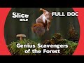 Surprising Role of Squirrels in the Ecosystem | SLICE WILD | FULL DOCUMENTARY