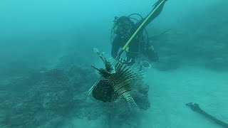 Invasive Lionfish Black Grouper Sharks and Turtles in Florida Keys