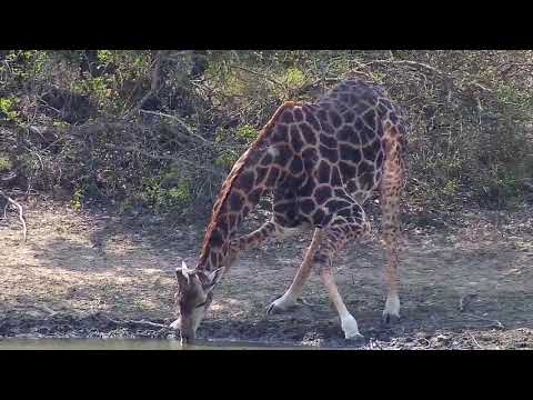 Djuma: Giraffe feeding-Pt:2 - 09:57 - 09/16/20