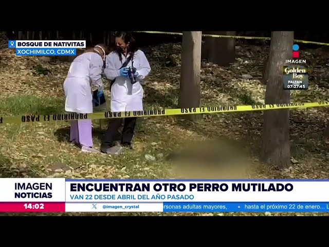 Sorprenden a paseadora de perros en actos de crueldad animal en la CDMX