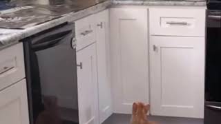 Tinfoil keeps Cats off counters