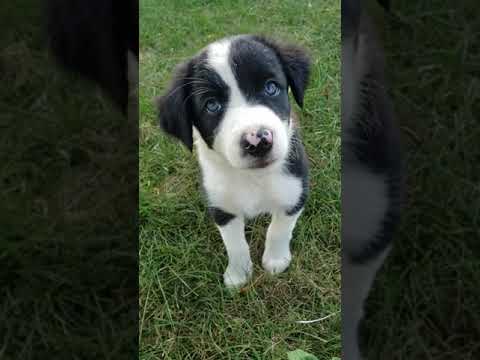 Jody out in yard playing