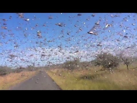 Watch locusts swarm in Madagascar
