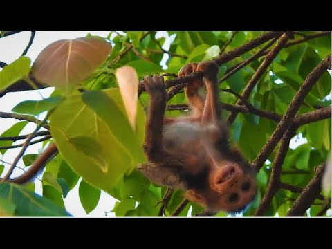 Part3, The story before lose Bellona!, Bellona cry till exhausted by all big monkeys bite.