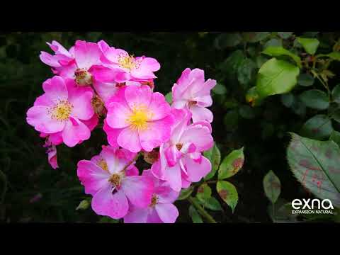 (EXNA) Expansion Natural 1 hour relaxing sounds  ( PARK NATURAL )