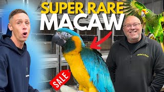 He Showed Me One of the RAREST Parrots on Earth - Blue Throated Macaw