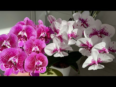 ЦВЕТЕНИЕ моих ОРХИДЕЙ ЧАСТЬ 4❗️расположение