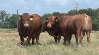 Beefmaster Bulls: "The Best of Both Worlds"