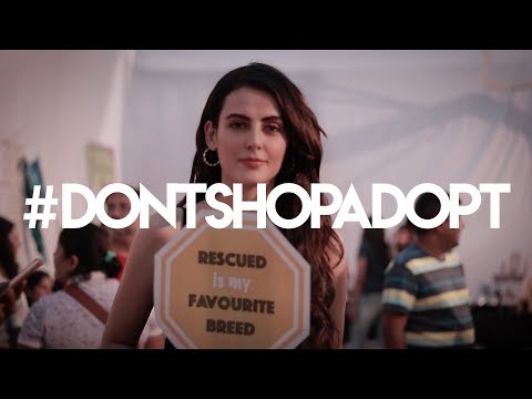 #DontShopAdopt - Tarush Gandhi ft. World For All Animal Care and Adoptions
