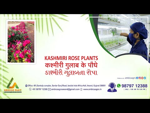 KASHMIRI ROSE PLANT