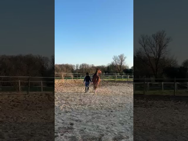 Ponette taille C Welsh part bred