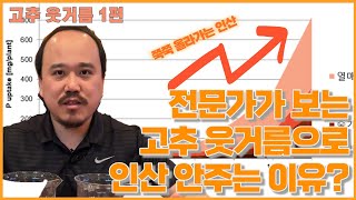 고추 웃거름 시기 방법 모두 정리! 안주면 낭패! 인산비료 주세요| 농사 100단
