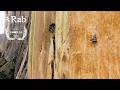 A Big Wall Story Anna Hazelnutt Matilda Söderlund