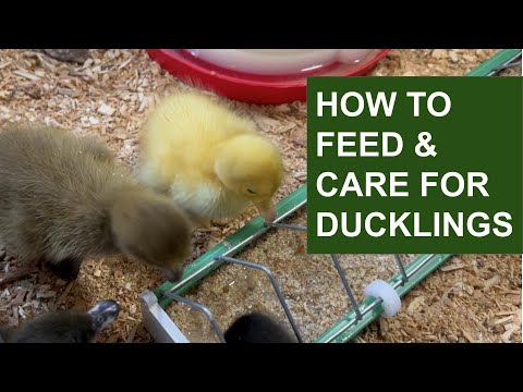 How to properly feed and care for baby ducklings